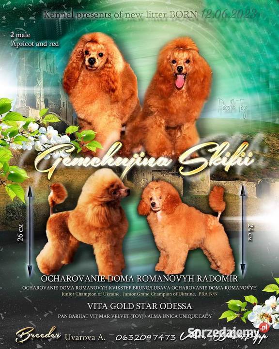 Pudel Toy dziewczyna z dokumentami FCI Kraków