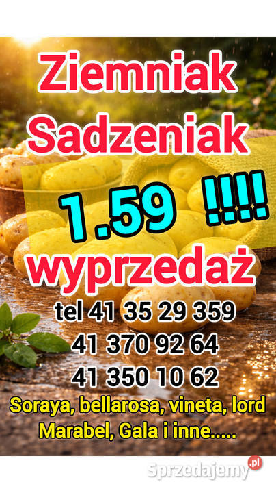 Ziemniak sadzeniak centrala 159 promocja Skalbmierz