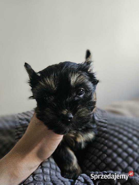 Suczka Yorkshire Terrier Black Tan Częstochowa