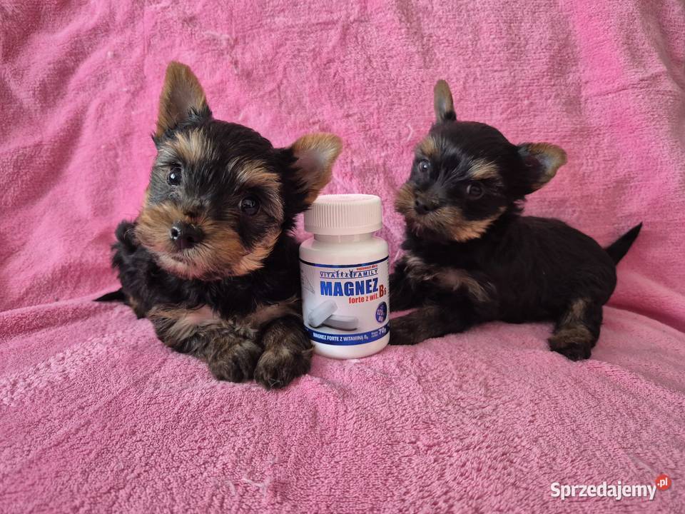 YorkShire Terier piękne szczenięta Katowice