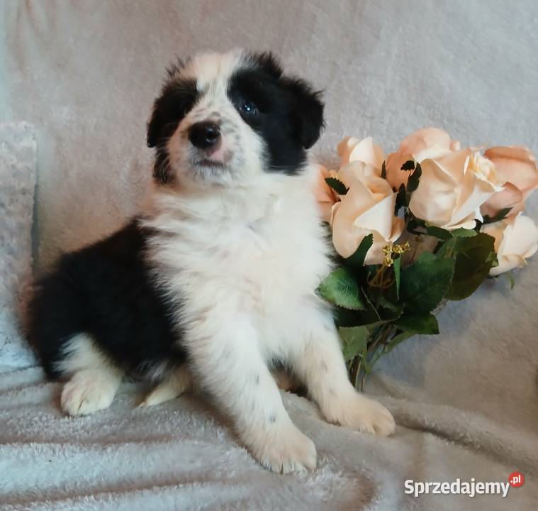 Border collie pieski Toruń