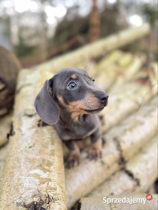 Wyjątkowa Sunia Jamnik miniaturowy Isabella z sprzedam