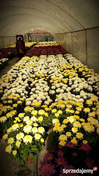 Chryzantemy szlachetne sterowane