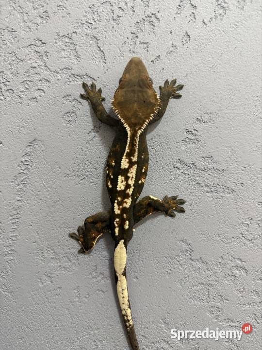 Gekon orzęsiony cappucino Sułkowice