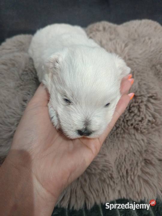 Suczka i rasy West Highland White Terrier Dębica