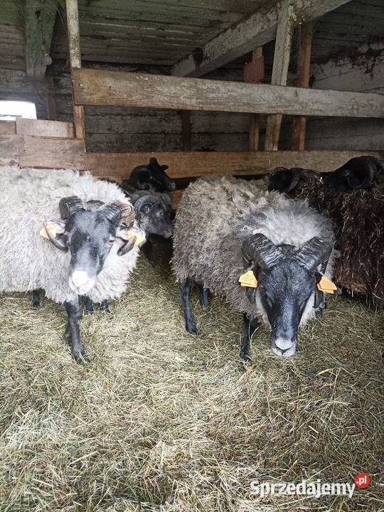 Sprzedam owce i baranki podlaskie Sokółka