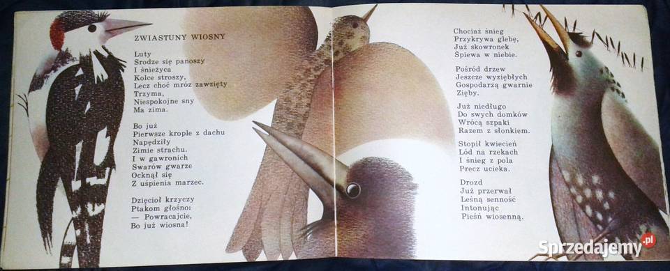 Lato Walancin Łuksza miękka Chełm