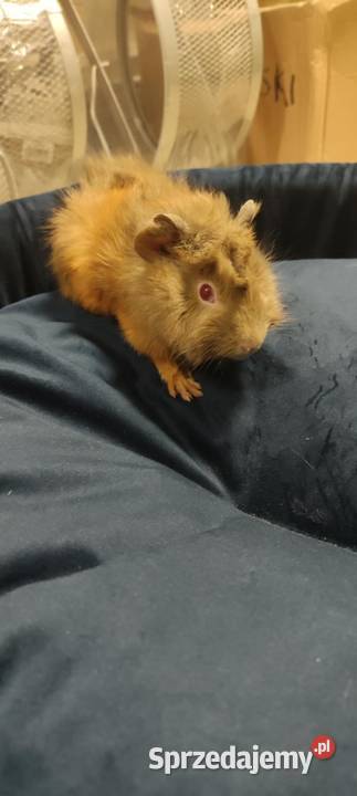 Świnki morskie Rzeszów