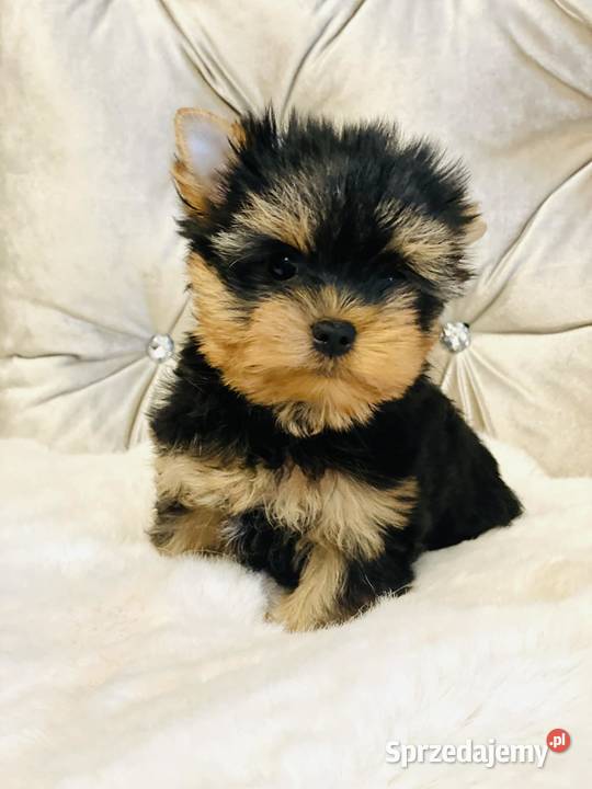 York Piękny Rey Cudeńko wymagających York dolnośląskie Wrocław