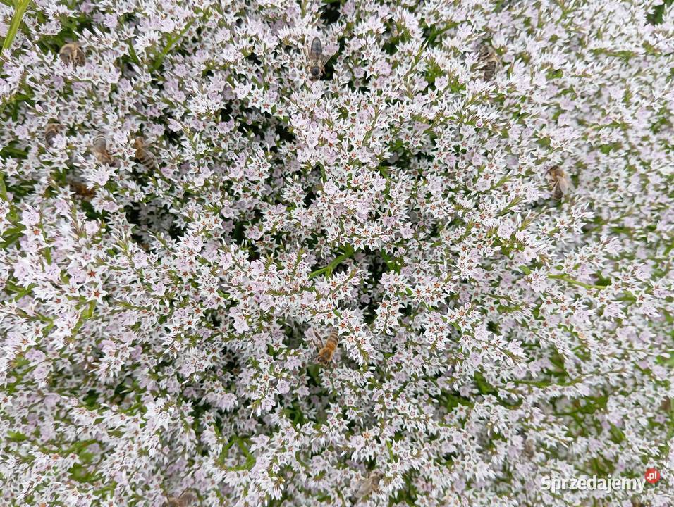 Zatrwian tatarski statica 2025 Izbica