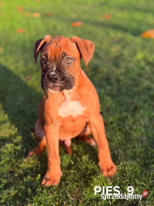 Szczeniaki Bokser Baszyny