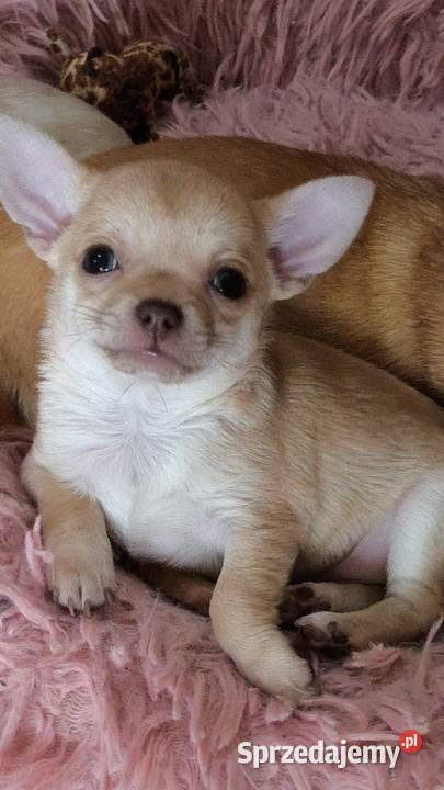 Szczenięta Chihuahua FCI Wwy