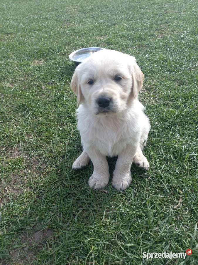 Golden Retriever szczeniaki lubelskie Łaszczów