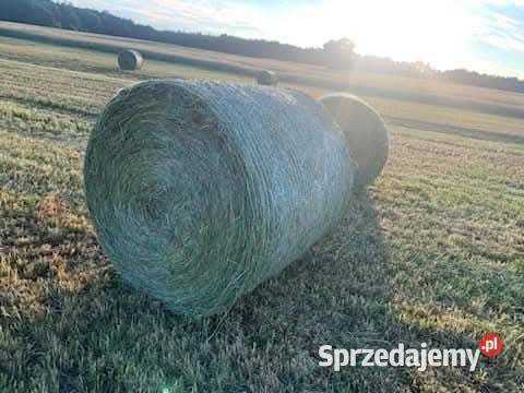 Siano koni Chce Żywiec