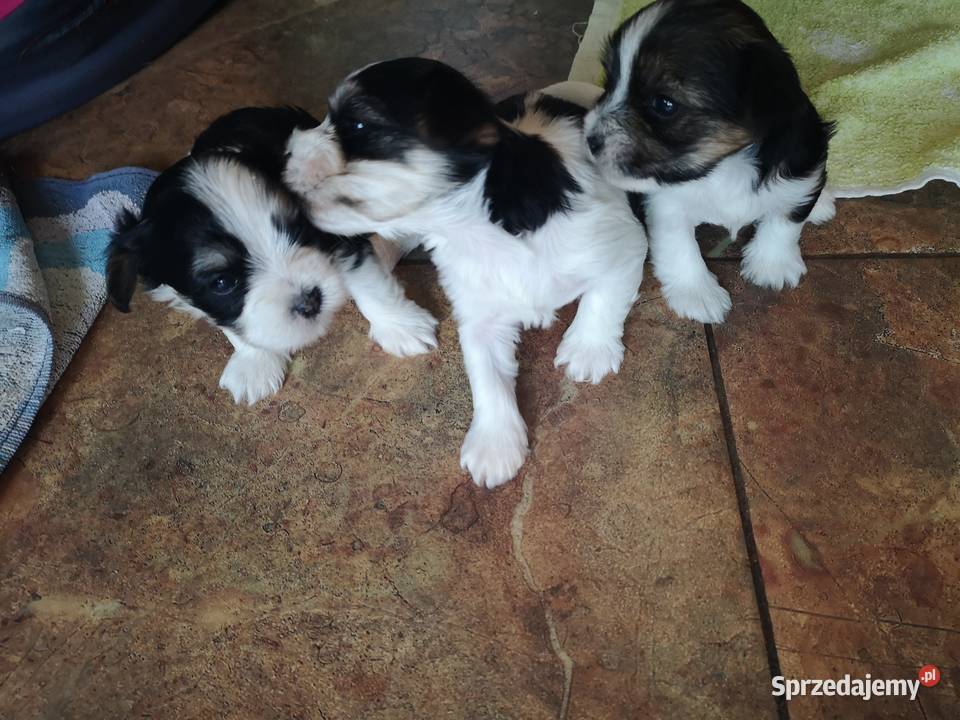 Yorki Terriery Biwerki tricolor Zwierzęta małopolskie