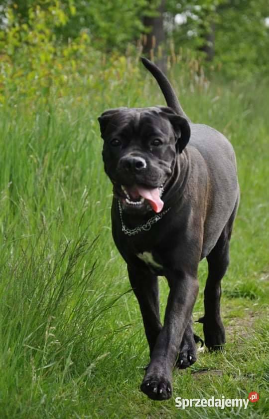 Cane coso szczenie Cane Corso dolnośląskie Bolesławiec