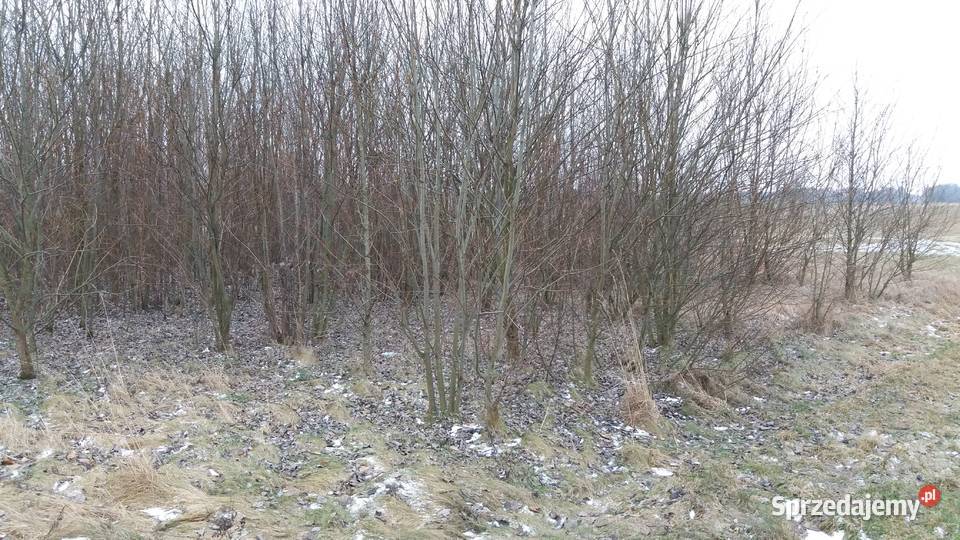 Działka z WZ PKP ranczo ogród siedlisko 7254m2 Ponikiew Mała