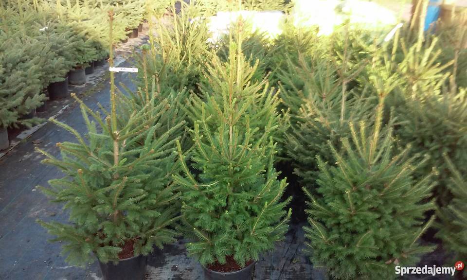 Świerk serbski srebrny i pospolity Rośliny Dobre Miasto
