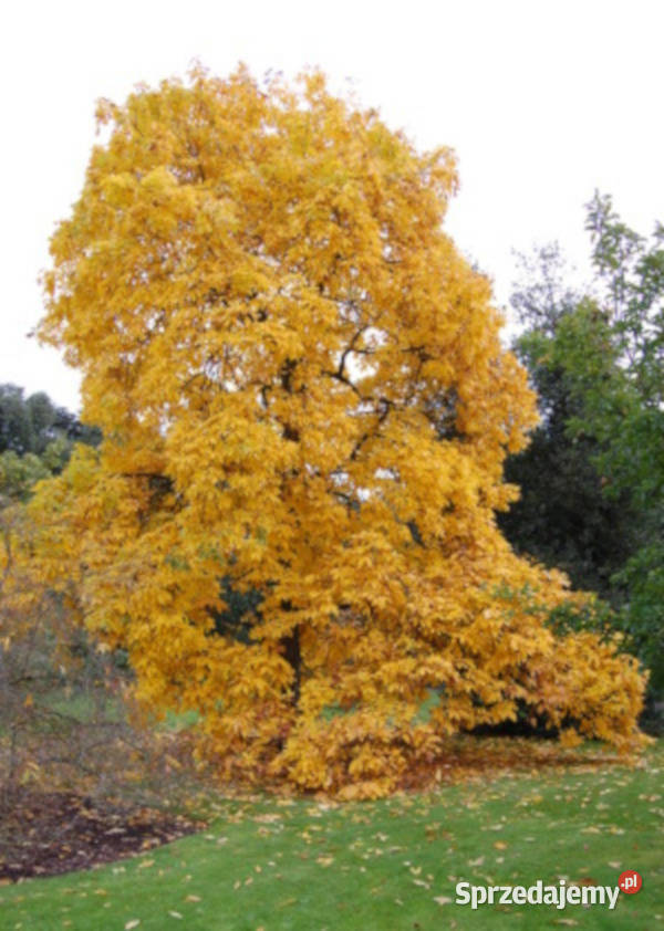 ORZESZNIK PIĘCIOLISTKOWY Carya ovata NASIONA 40 kujawsko-pomorskie