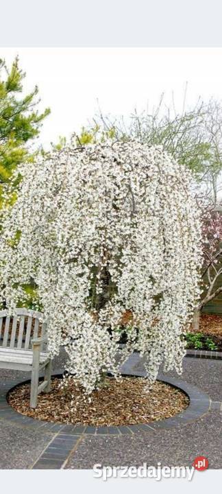 Rośliny szczepione podkarpackie