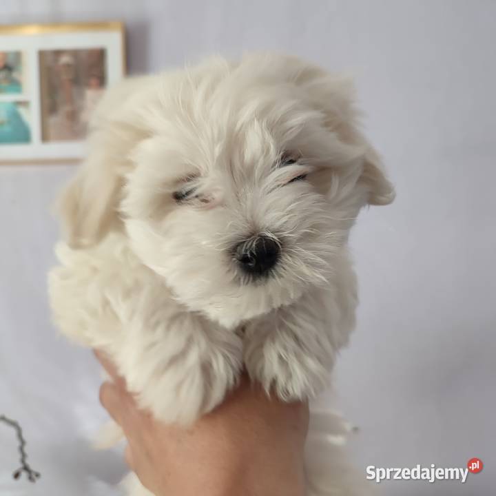 Maltańczyk Maltańczyki śliczny piesek