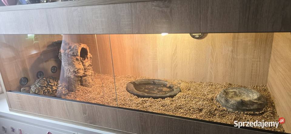 Żółw lamparci i terrarium Gady i płazy pomorskie Gdańsk