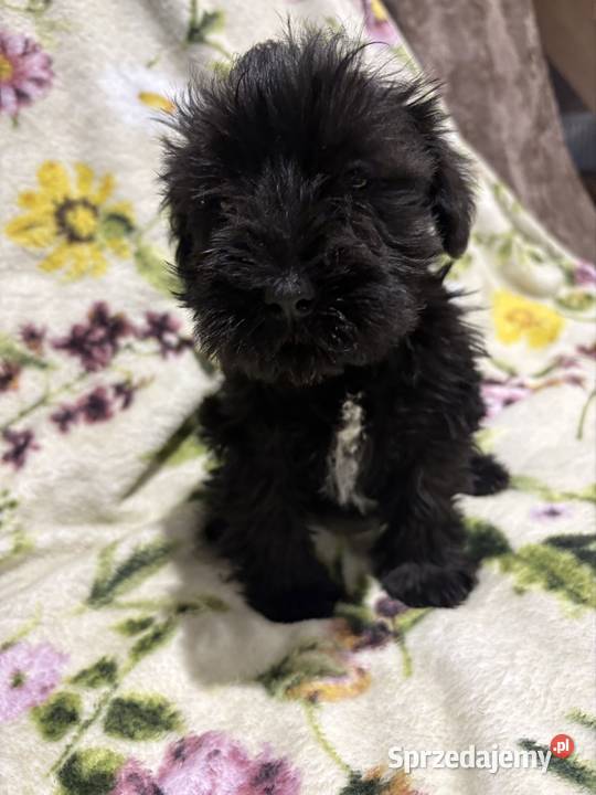 Sznaucer miniaturowy czarny piesek Sznaucer kujawsko-pomorskie Solec Kujawski