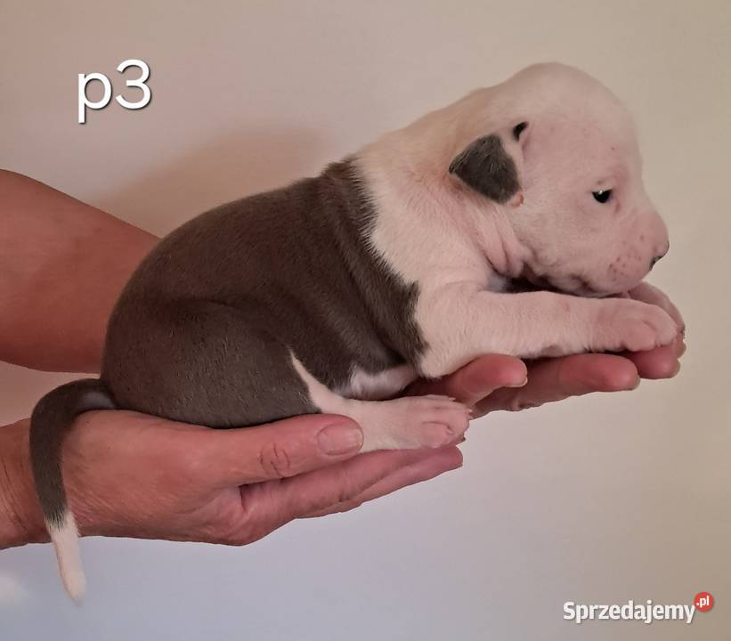 Amstaff zkwp fci BLUE piesek śląskie Koziegłowy