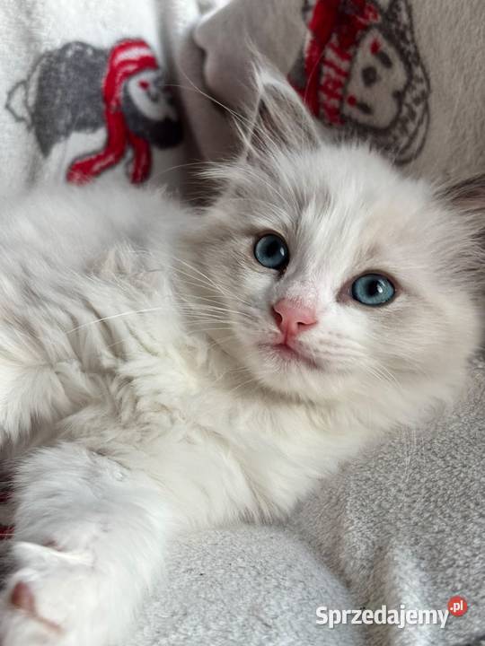 kocurek RAGDOLL blue bicolor rodowód Skierniewice