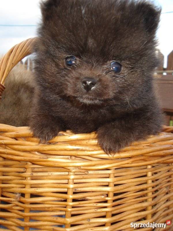 Pomeranian 2 czrne pieski Pozostałe Augustów