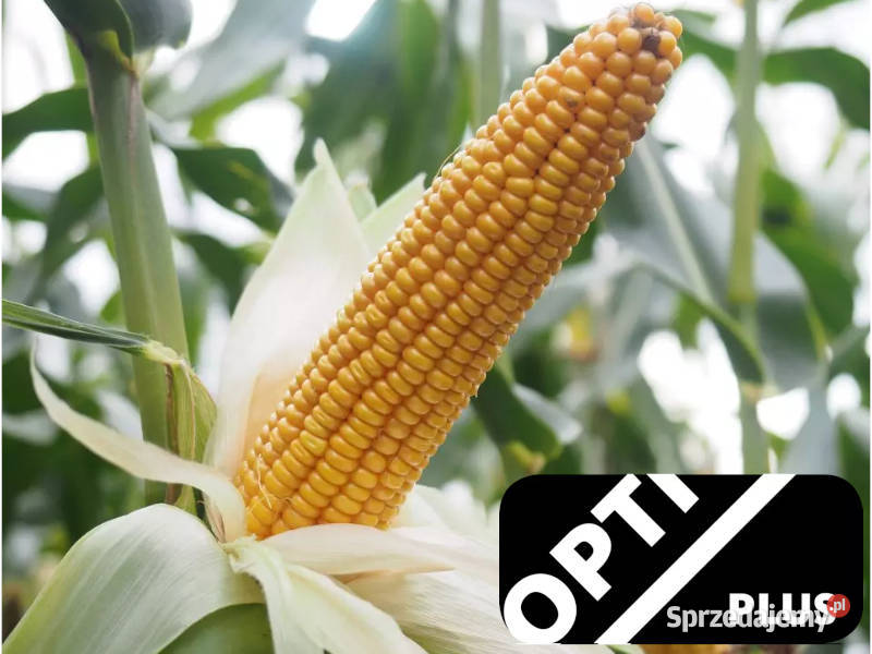 Materiał siewny kukurydza Garrido FAO 240 Opti Radzyń Chełmiński