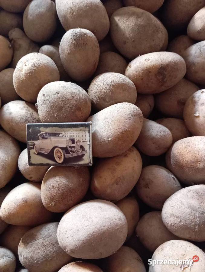 Ziemniaki wielkość sadzeniaka
