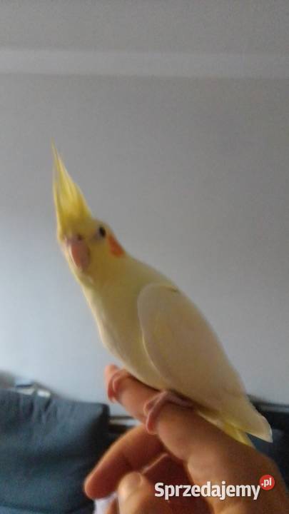 Papuga nimfa Kraków