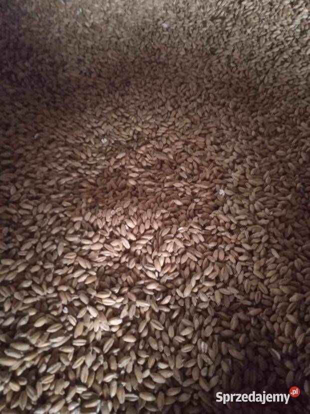 Owies czarny żółty pszenica pszenżyto wiosenne i Brzeziny sprzedam