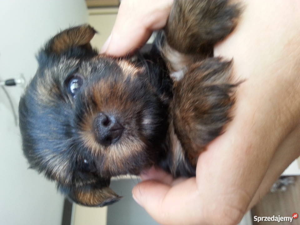 York Miniaturka sprzedam