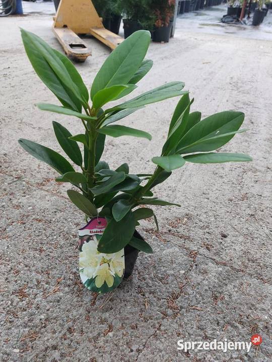 Rododendron Rododendrony 10 MIX PROMOCJA Kamień Pomorski