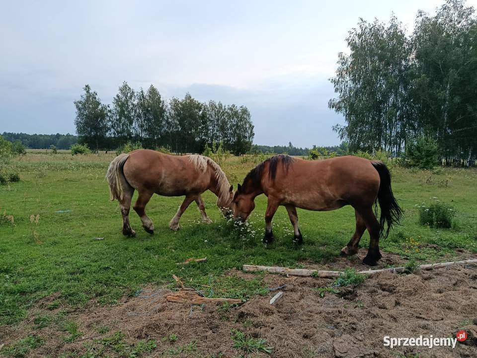 Klacz konie