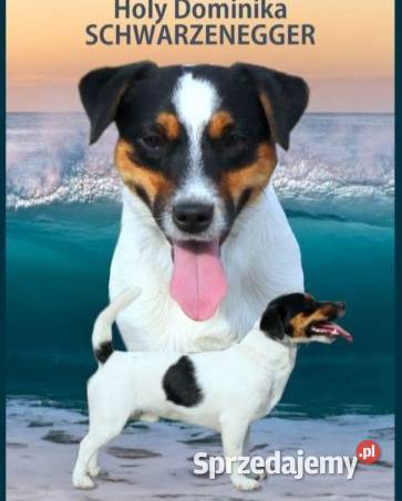 Szczenię Jack Russell Terrier Zima 2025 Jack Russell Terrier Ruda Śląska sprzedam