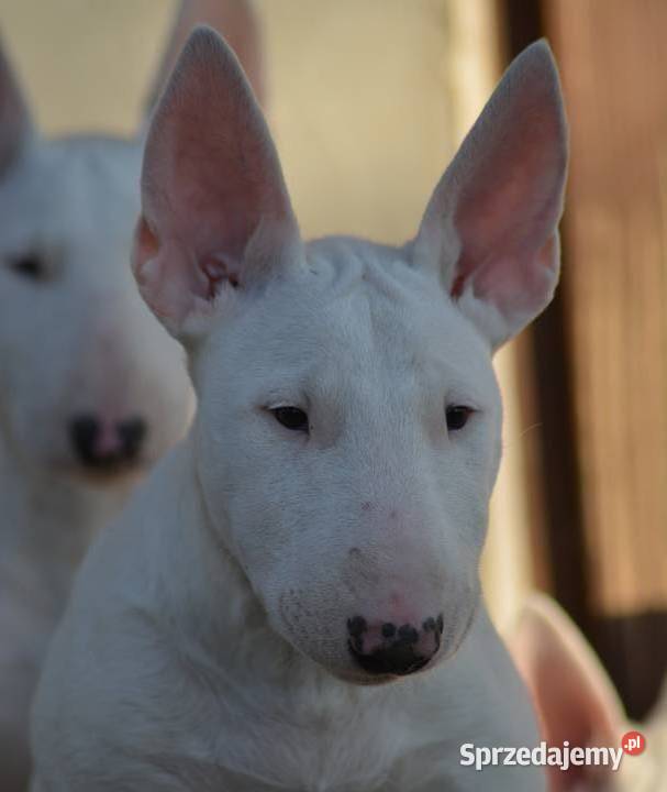 Bulterier standardowy Suczka