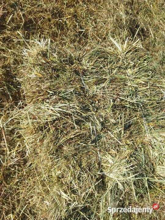 Siano mała kostka słoma Środa Śląska sprzedam