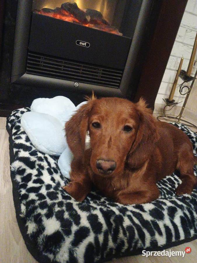 Jamnik długowłosy miniaturowy piesek kujawsko-pomorskie Radziejów