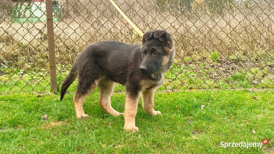 Owczarek niemiecki krótkowłosy piesek