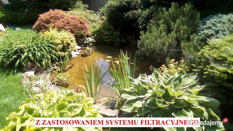 oczka wodne budowa ich naprawy rosliny lilie prace ogrodowe