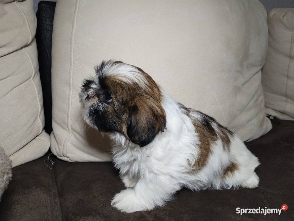 Shih TZU Shitzu łódzkie Żychlin sprzedam