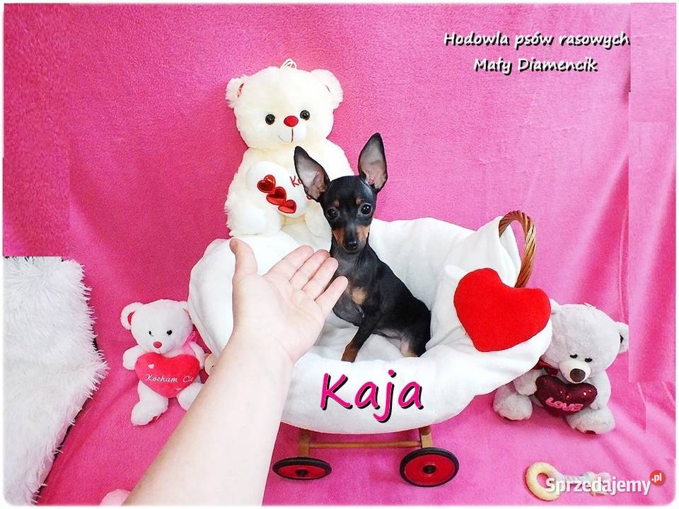 Pinczer miniaturowy Ratlerek Suczka KAJA z Żary