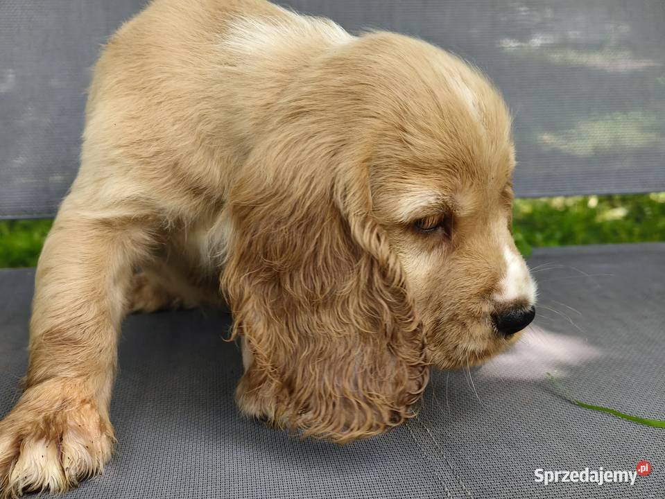 Cocker Spaniel Angielski pełny rodowód FILM Wieliczka