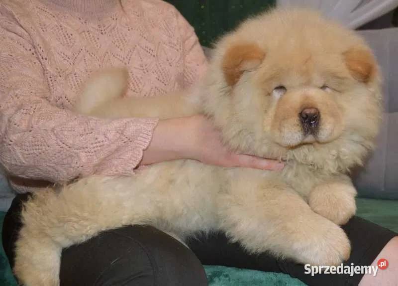 CHOW CHOW CZAU CZAU Drogusza sprzedam