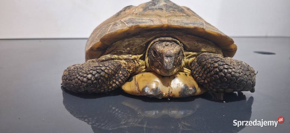 Żółw lądowy Modlniczka sprzedam