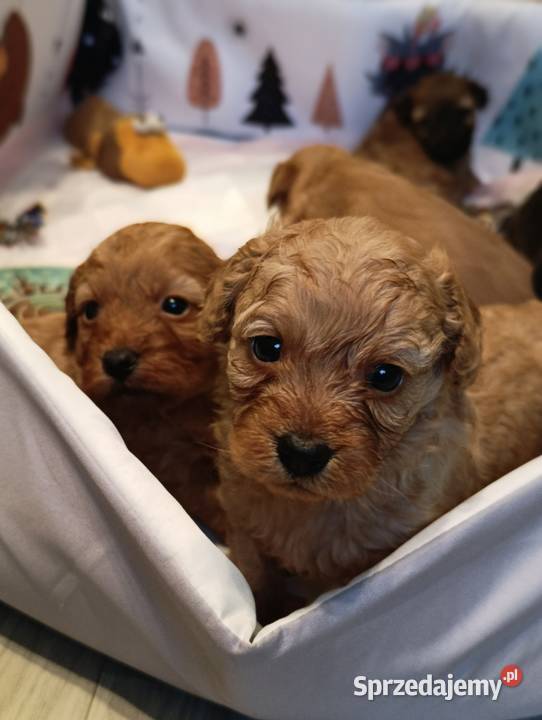 Cavapoo szczenięta Psy Krapkowice