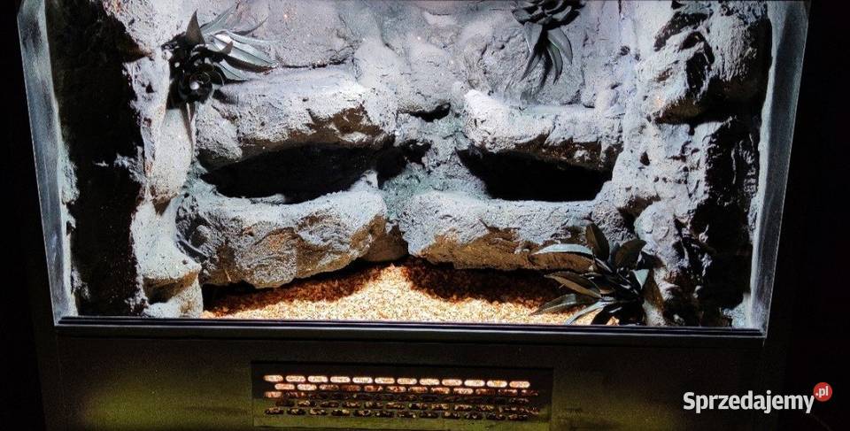 Terrarium agamy brodatej żółwia greckiego gekona Świdnica